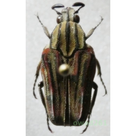 Cetonidae8 sp. male 14mm Indonesia, Sumatera Is